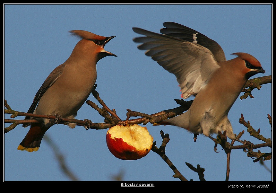 Brkoslav severní (Bombycilla garrulus) - 6. Souboj o jablko IV. - vítěz