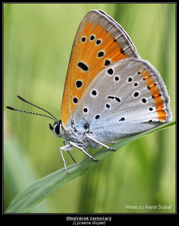 Ohniváček černočárý (Lycaena dispar) - 1. sameček