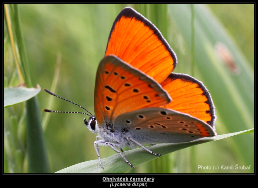 Ohniváček černočárý (Lycaena dispar) - 2. sameček,,,