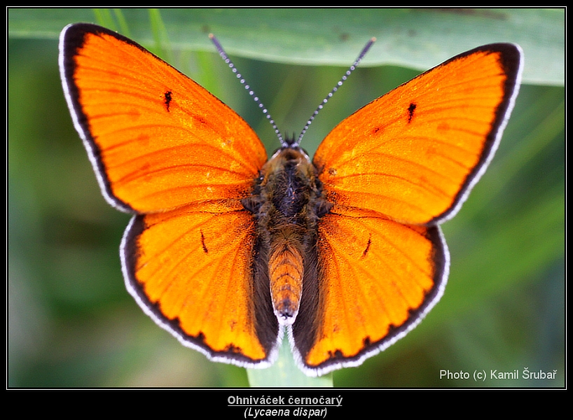 Ohniváček černočárý (Lycaena dispar) - 3. sameček,