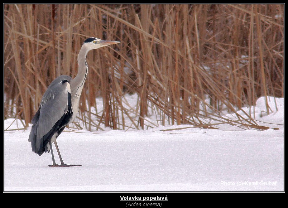 Volavka popelavá (Ardea cinerea) - 3.,