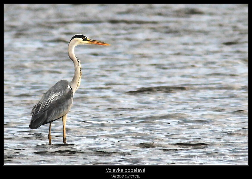 Volavka popelavá (Ardea cinerea) - 4.,