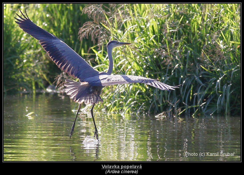 Volavka popelavá (Ardea cinerea) - 5.,