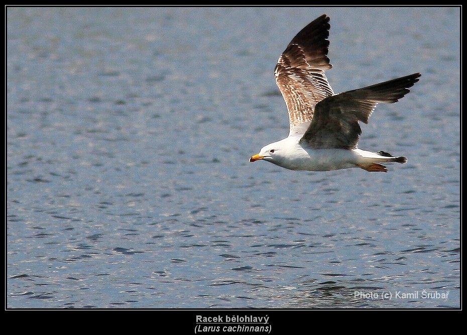 Racek bělohlavý (Larus cachinnans) - 2.,