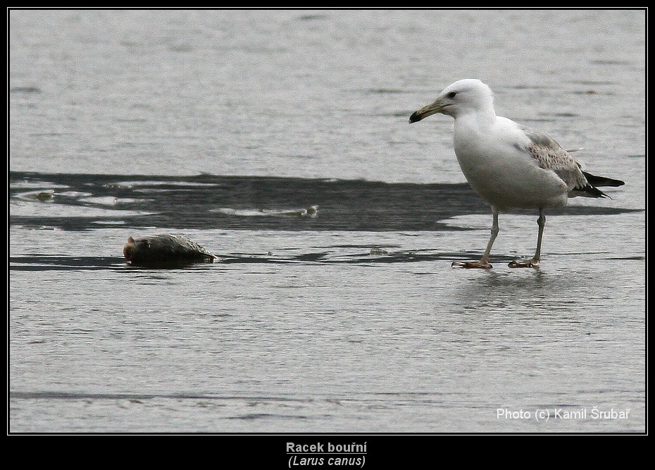 Racek bouřní (Larus canus) - 1.,