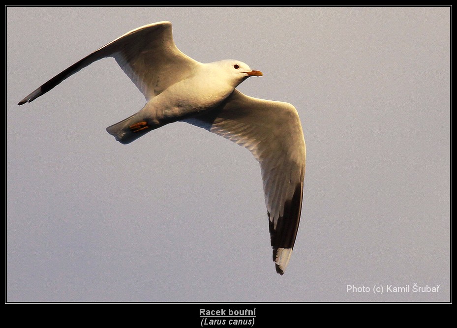 Racek bouřní (Larus canus) - 2.,