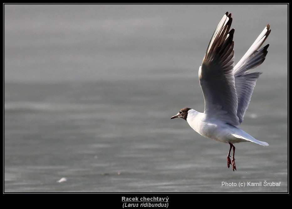 Racek chechtavý (Larus ridibundus) - 1.,