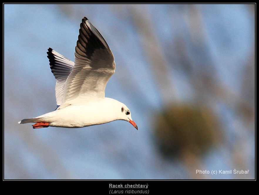 Racek chechtavý (Larus ridibundus) - 2,,