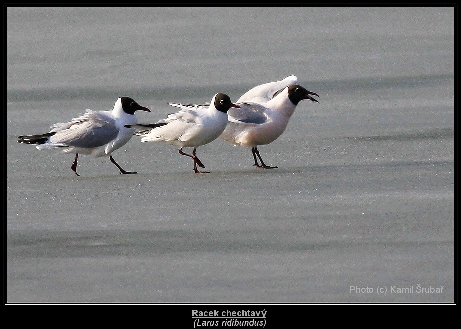 Racek chechtavý (Larus ridibundus) - 4.,