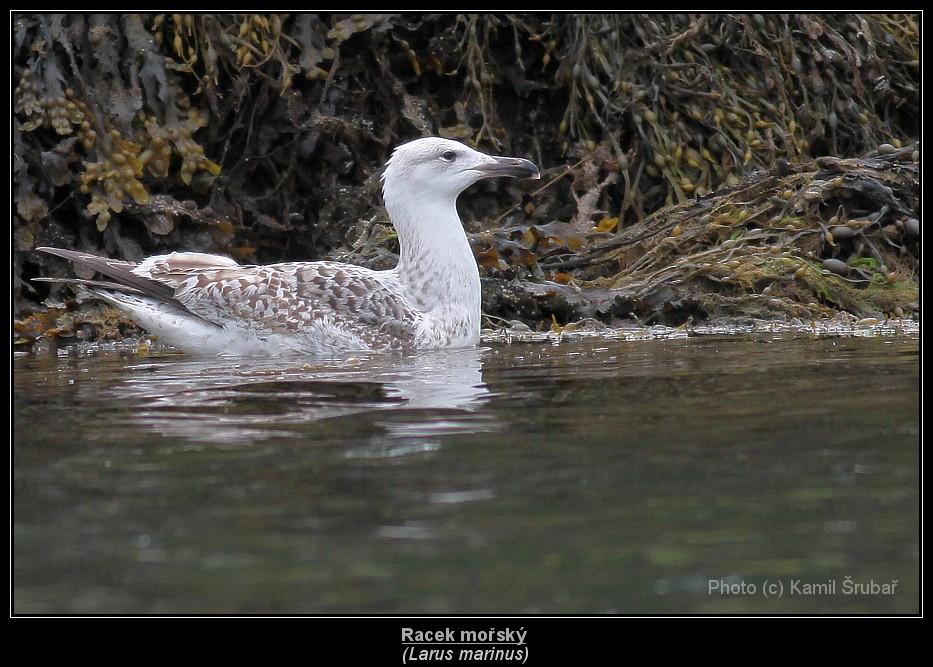 Racek mořský (Larus marinus) - 1.,