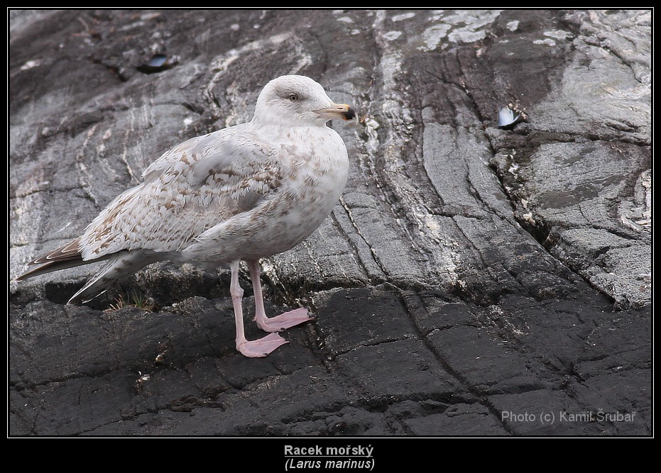 Racek mořský (Larus marinus) - 2.,