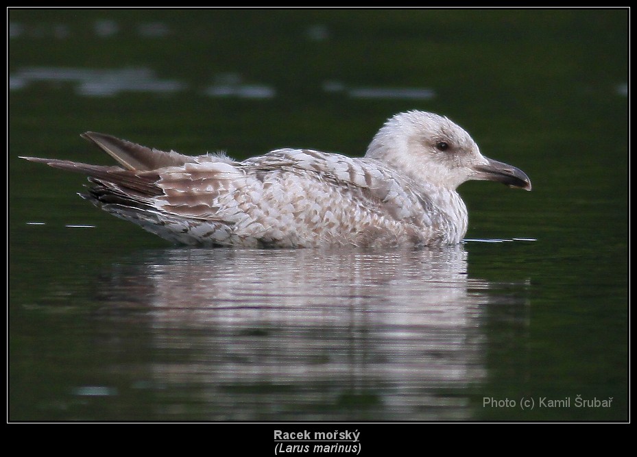 Racek mořský (Larus marinus) - 3.,