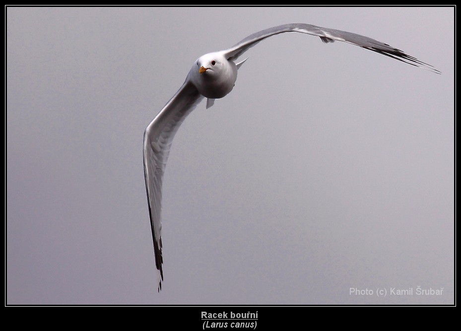 Racek bouřní (Larus canus) - 3.,