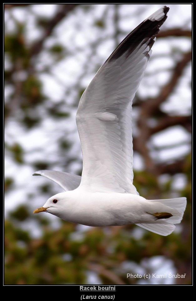 Racek bouřní (Larus canus) - 4.,