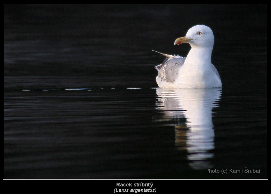 Racek stříbřitý (Larus argentatus) - 1.,