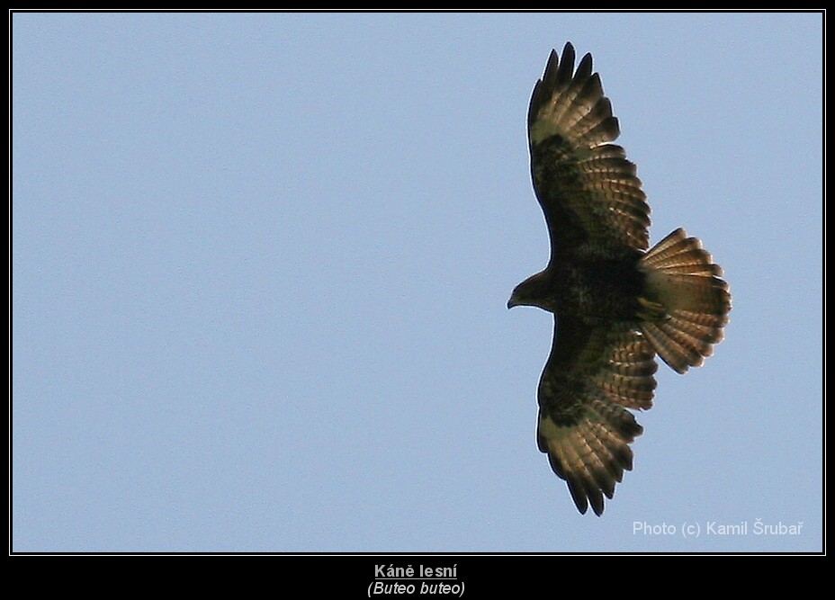 Káně lesní (Buteo buteo) - 1.,