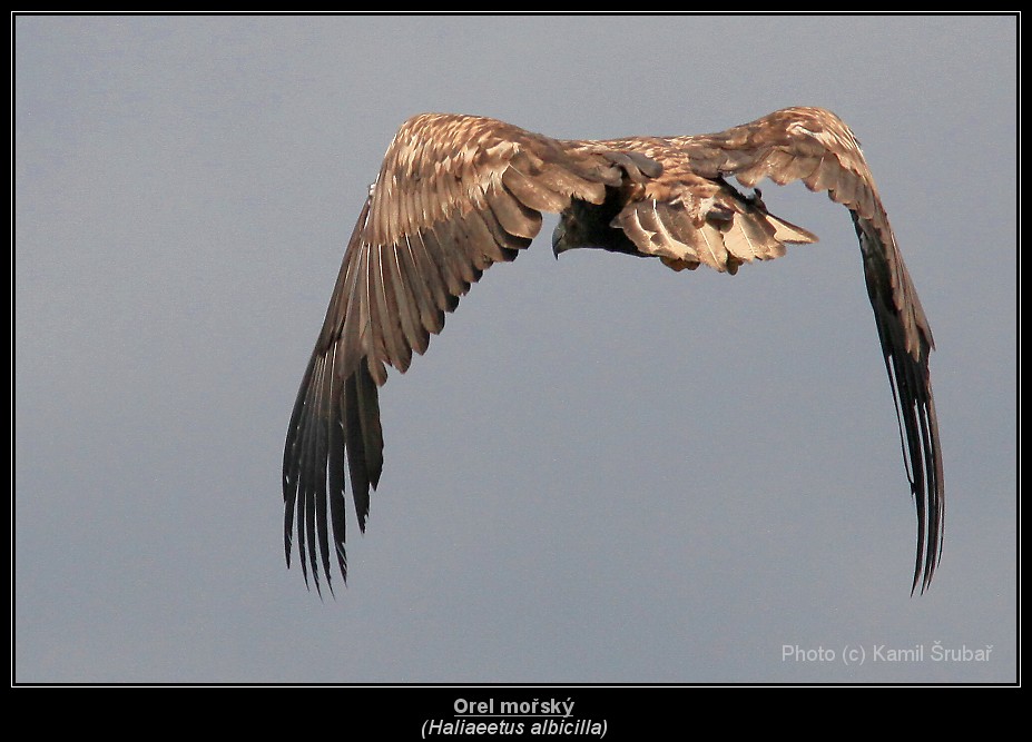 Orel mořský (Haliaeetus albicilla) - 1.,