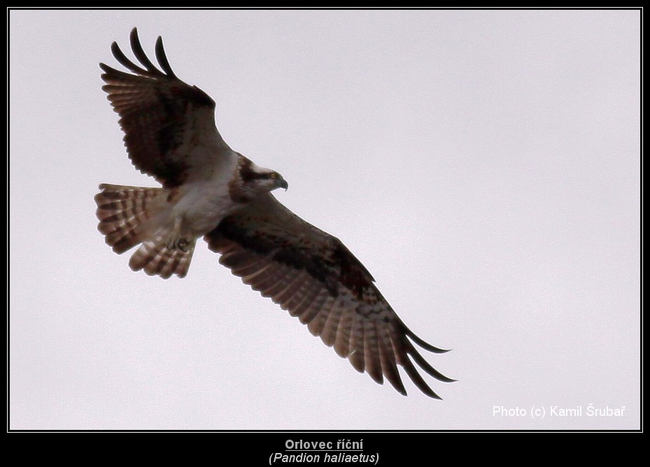 Orlovec říční (Pandion haliaetus) - 1.,