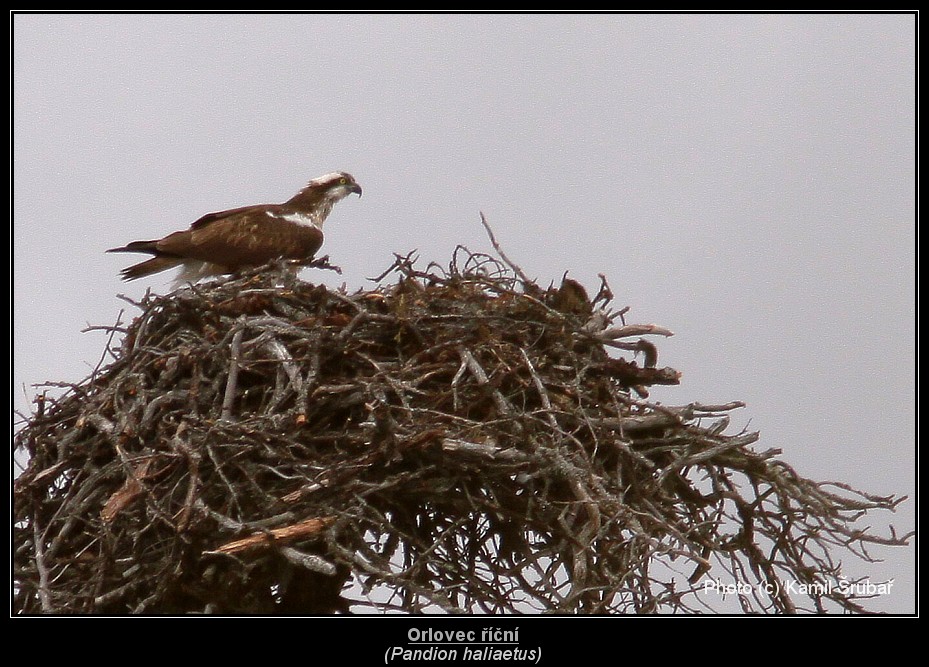 Orlovec říční (Pandion haliaetus) - 2.,