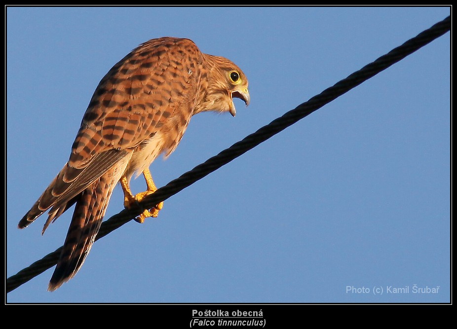 Poštolka obecná (Falco tinnunculus) - 4.,