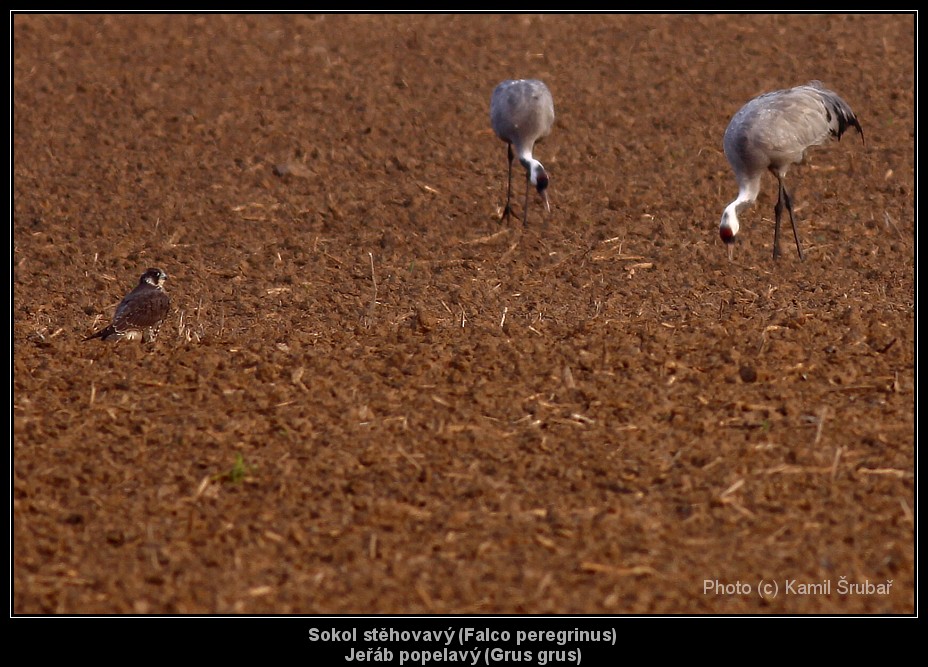 Sokol stěhovavý (Falco peregrinus) + Jeřáb popelavý (Grus grus) - 1.,