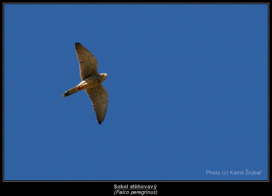 Sokol stěhovavý (Falco peregrinus) - 3.,