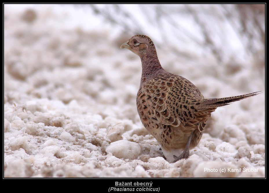 Bažant obecný (Phasianus colchicus) - 1.,