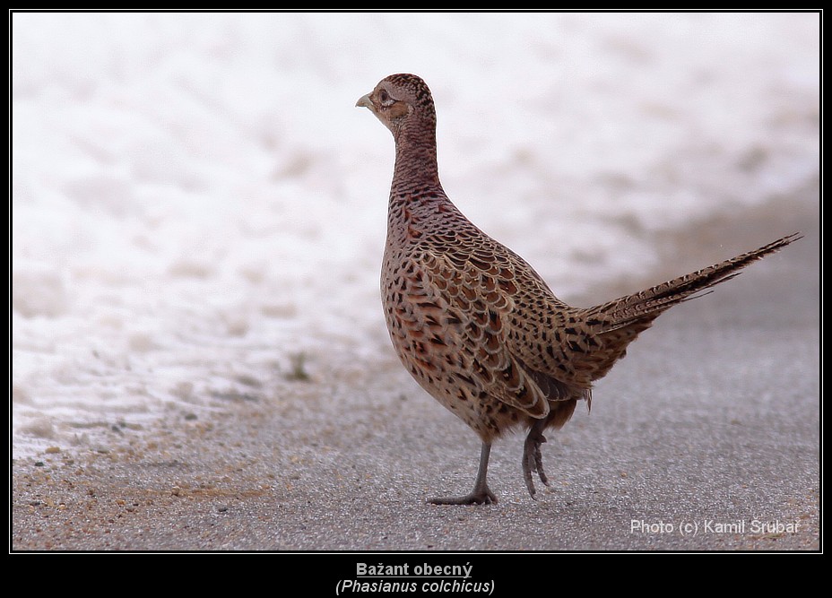 Bažant obecný (Phasianus colchicus) - 2.,