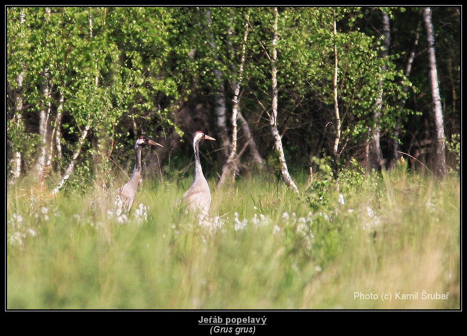 Jeřáb popelavý (Grus grus) - 2.,