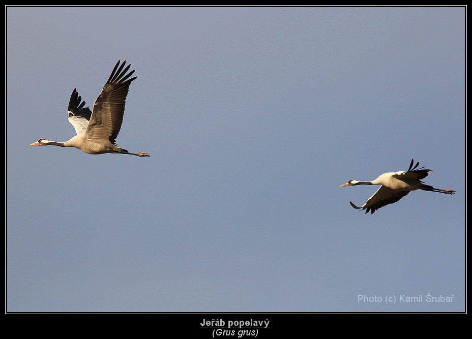 Jeřáb popelavý (Grus grus) - 3.,