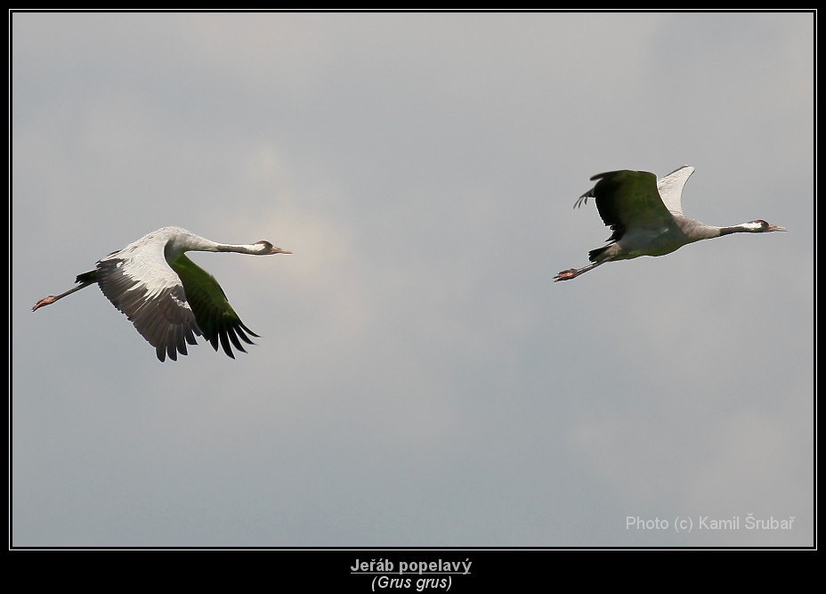 Jeřáb popelavý (Grus grus) - 6.,