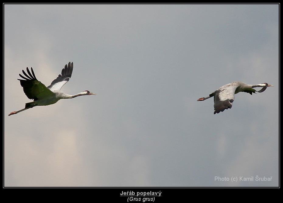 Jeřáb popelavý (Grus grus) - 7.,