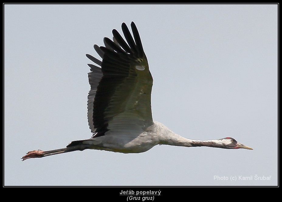 Jeřáb popelavý (Grus grus) - 9.,