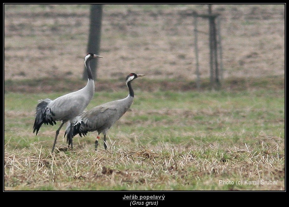 Jeřáb popelavý (Grus grus) - 10.,