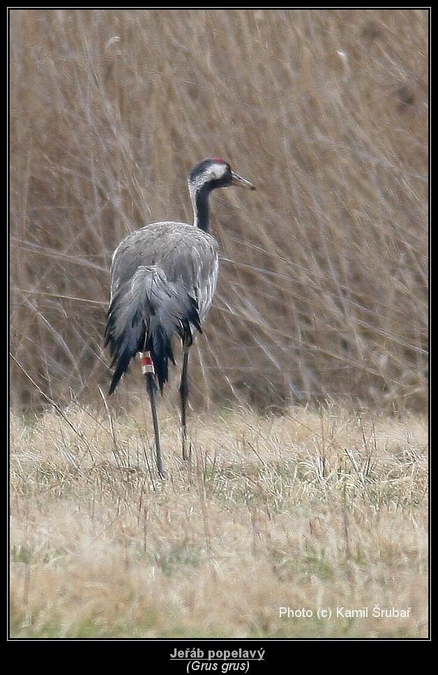 Jeřáb popelavý (Grus grus) - 11.,