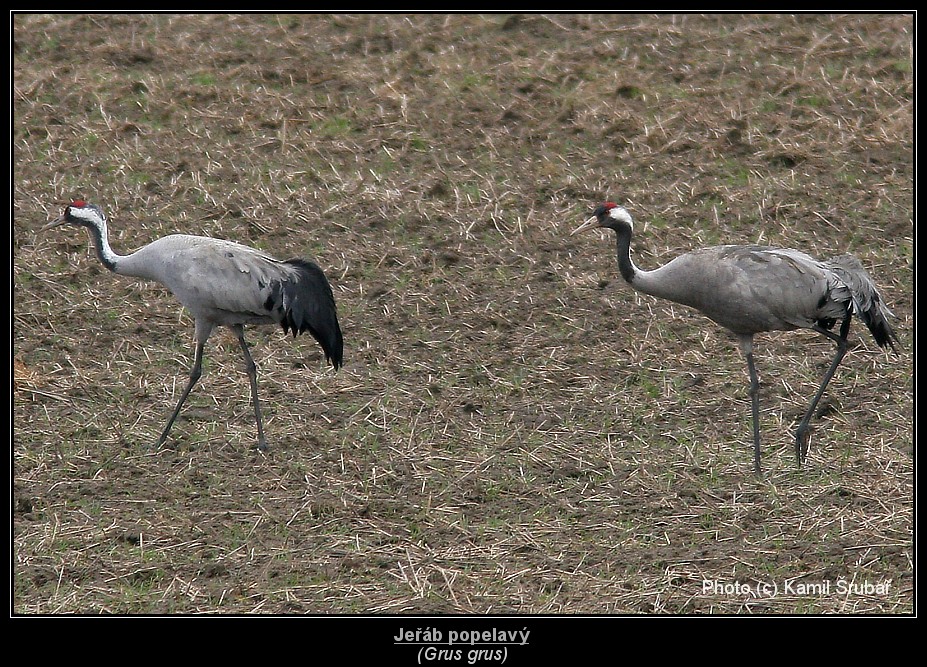 Jeřáb popelavý (Grus grus) - 13.,