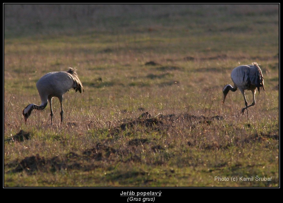 Jeřáb popelavý (Grus grus) - 14.,