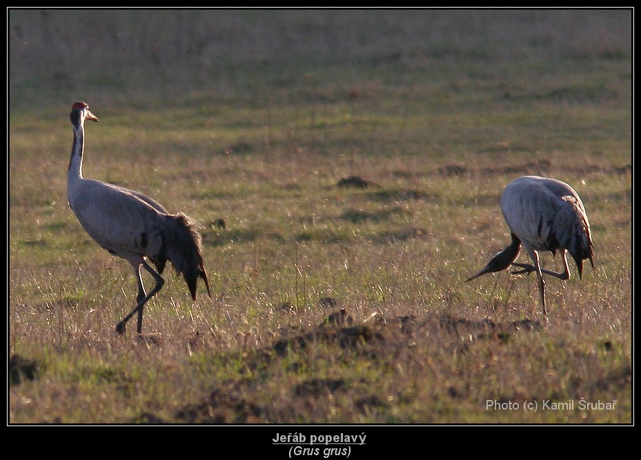 Jeřáb popelavý (Grus grus) - 15.,