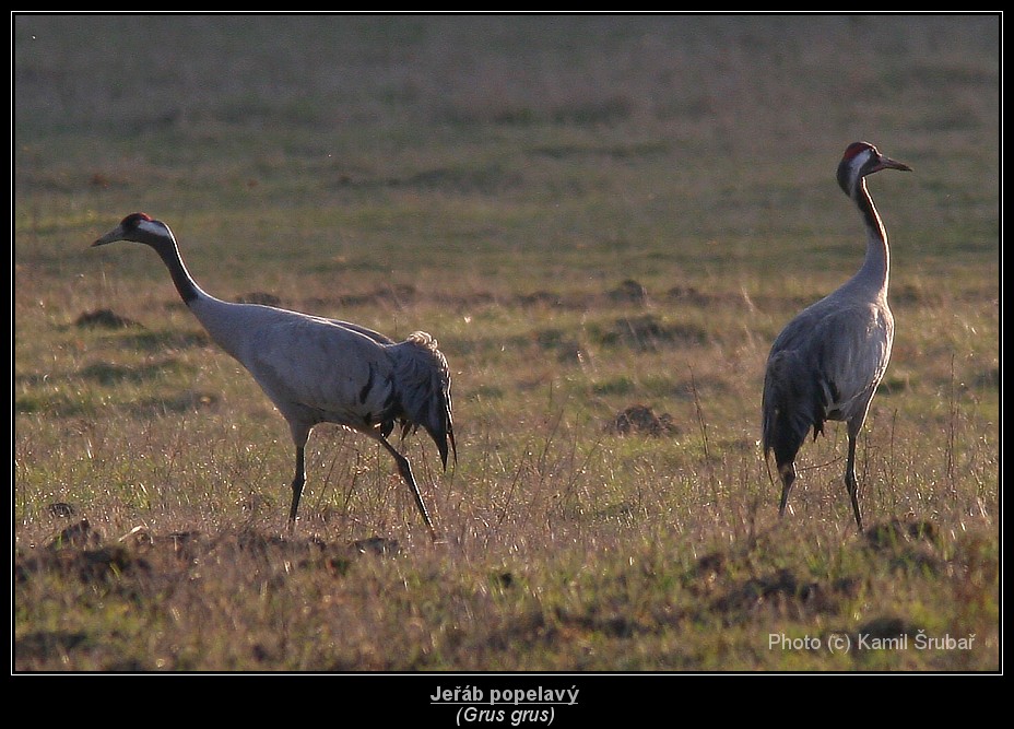 Jeřáb popelavý (Grus grus) - 16.,