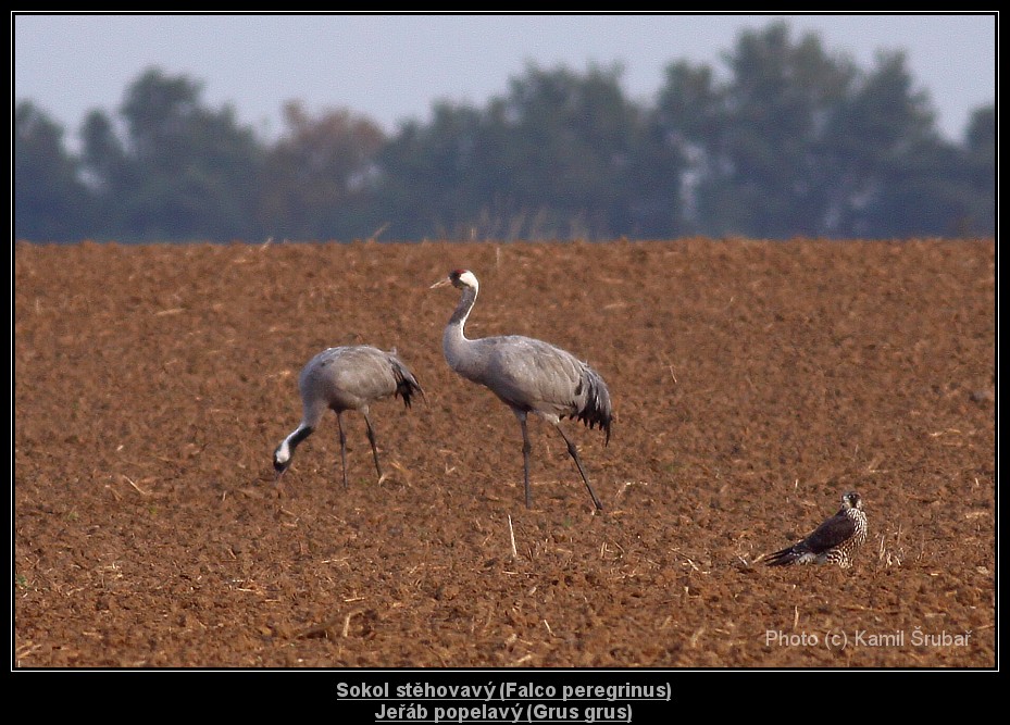 Sokol stěhovavý (Falco peregrinus) + Jeřáb popelavý (Grus grus) - 17.,