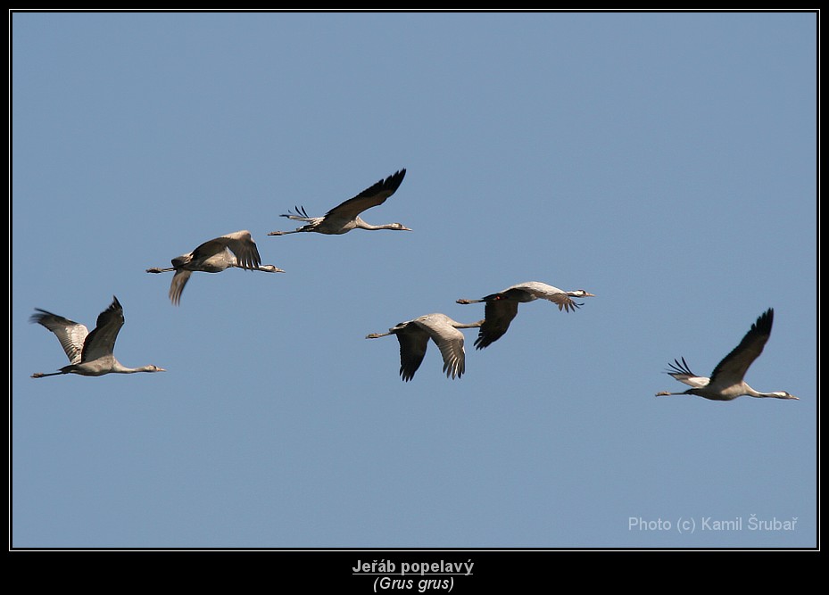 Jeřáb popelavý (Grus grus) - 18.,