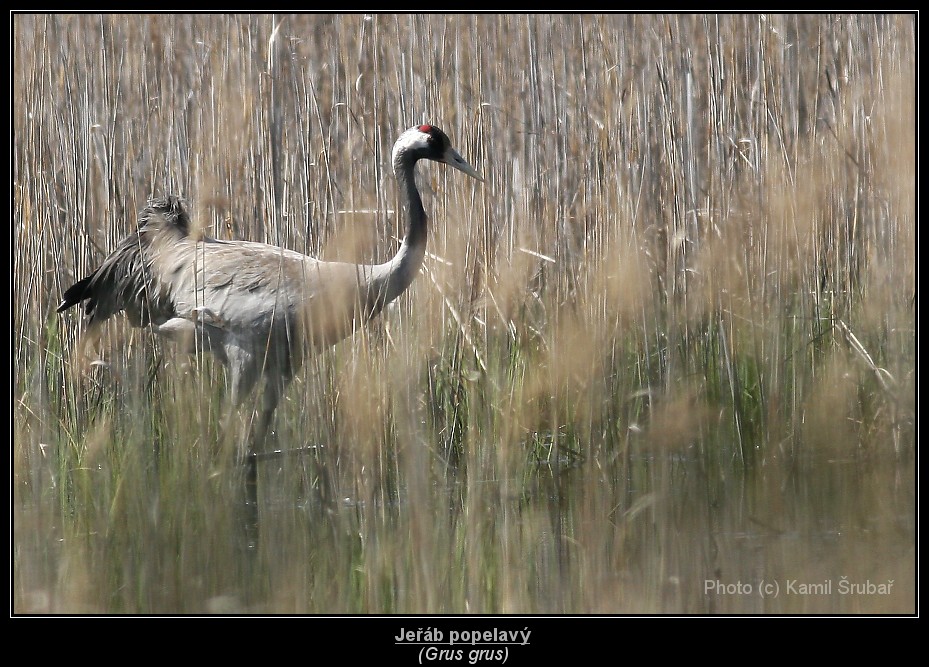 Jeřáb popelavý (Grus grus) - 20.,