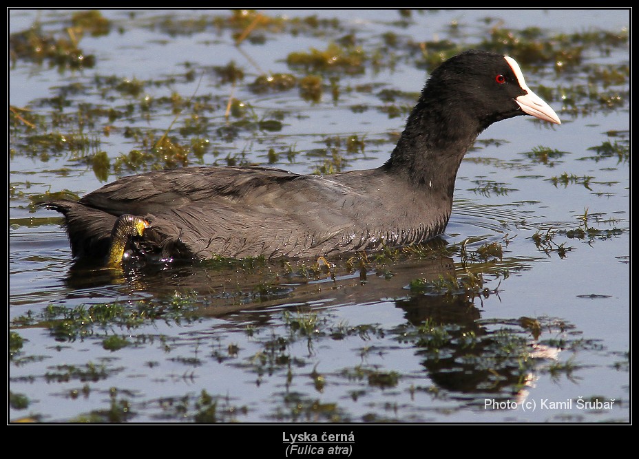 Lyska černá (Fulica atra) - 1.,