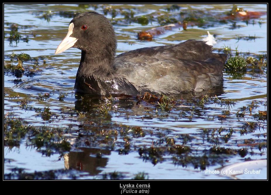 Lyska černá (Fulica atra) - 2.,