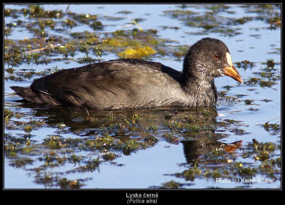 Lyska černá (Fulica atra) - 3.,