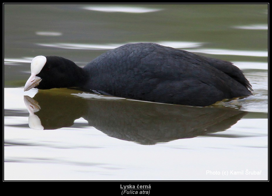 Lyska černá (Fulica atra) - 4.,