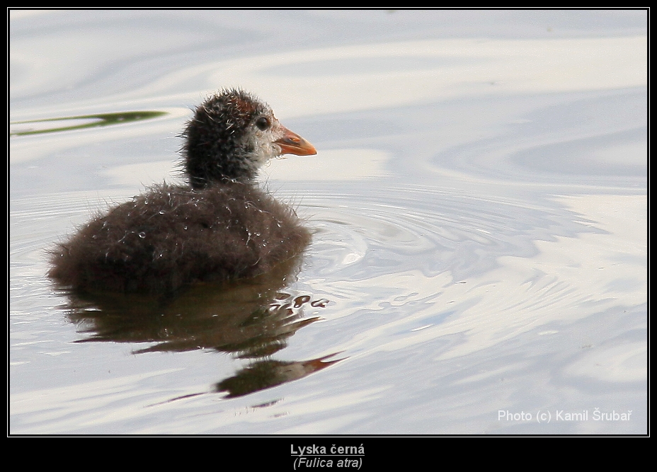 Lyska černá (Fulica atra) - 5.,