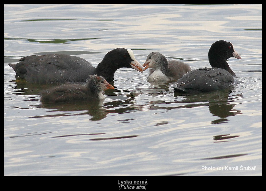 Lyska černá (Fulica atra) - 6.,