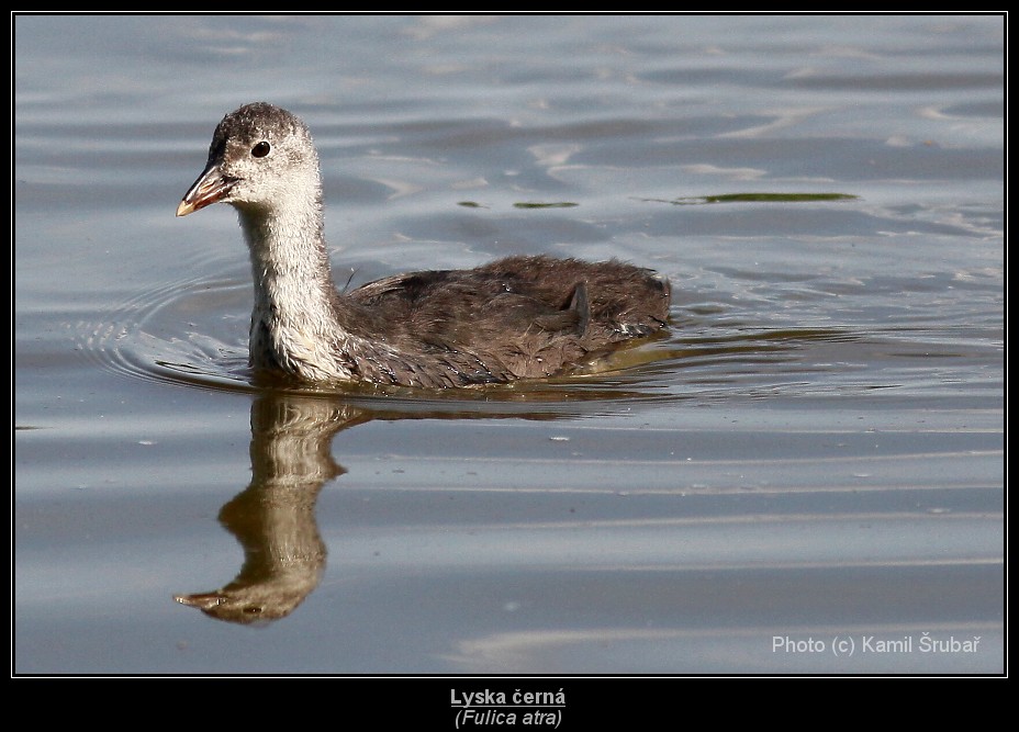 Lyska černá (Fulica atra) - 7.,