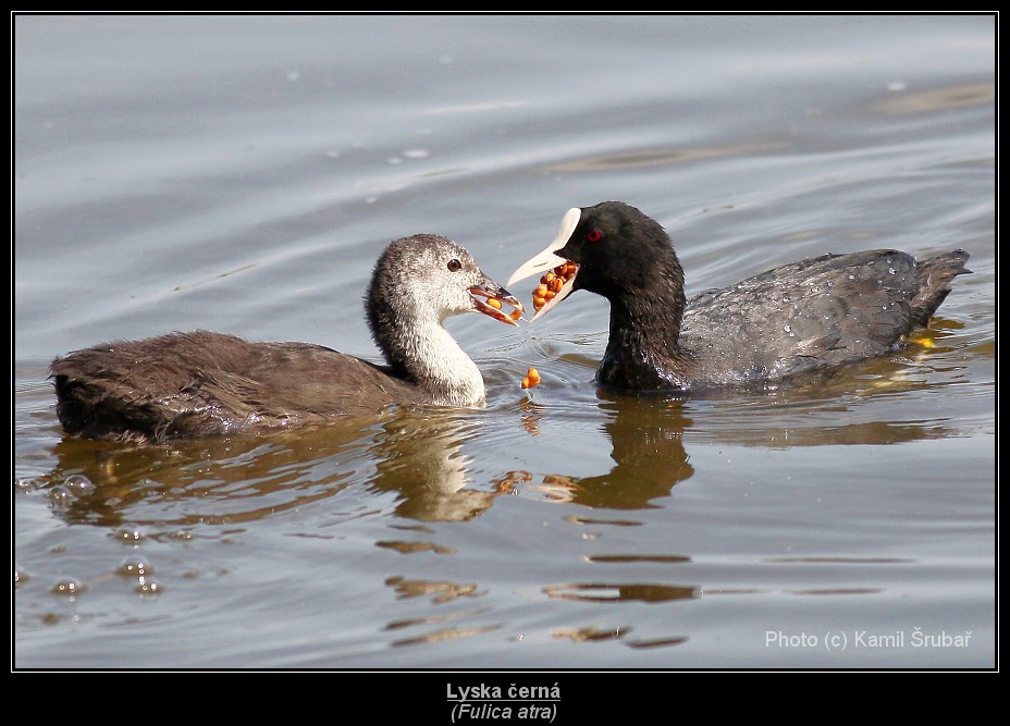 Lyska černá (Fulica atra) - 8.,